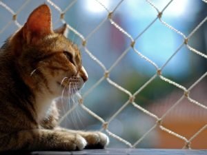 Redes de proteção para Gatos em Curitiba