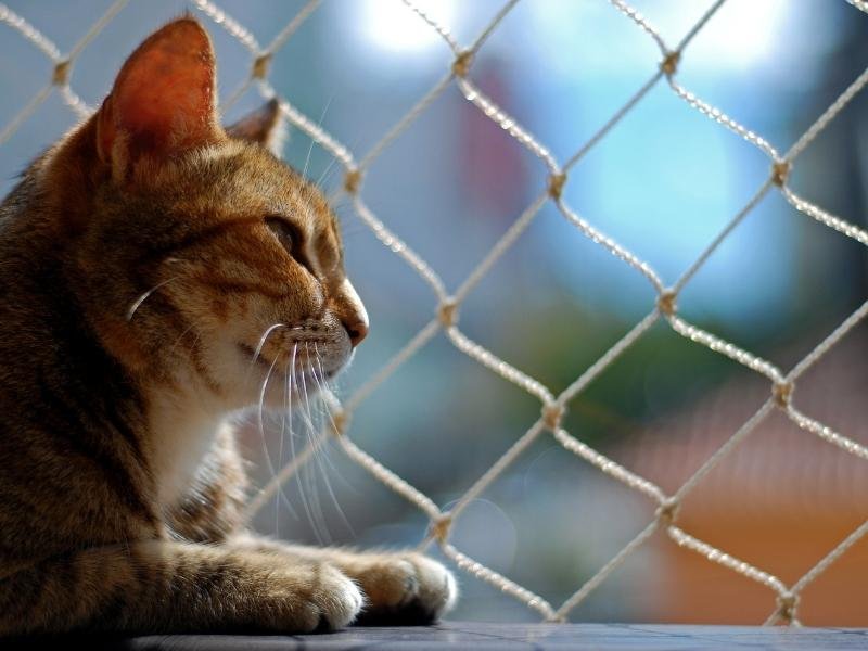 Redes de proteção para Gatos em Curitiba