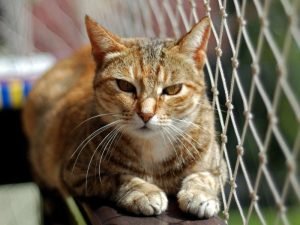 Telas de proteção para quadras em Curitiba