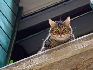 Redes de segurança para piscinas em Curitiba