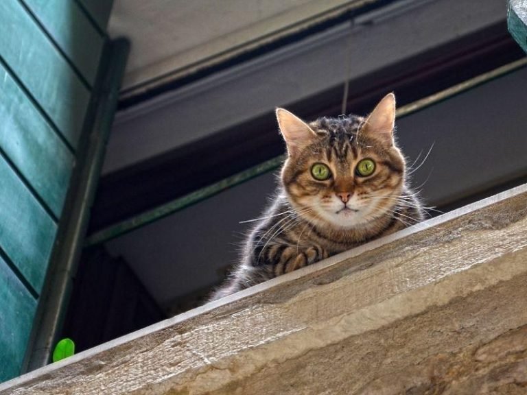 Redes de segurança para piscinas em Curitiba