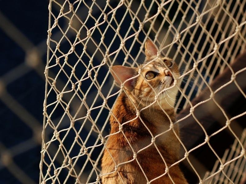 Proteja animais com rede residencial em Campo Largo