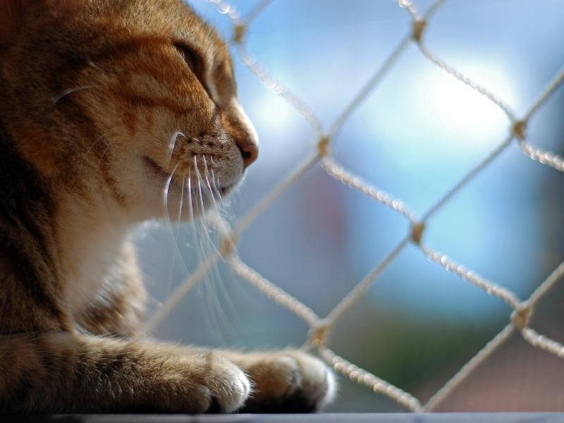 Instalação de tela protetora em Bocaiúva do Sul