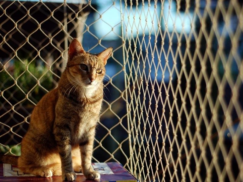 Redes de Proteção em Adrianópolis Redes de Proteção em Adrianópolis