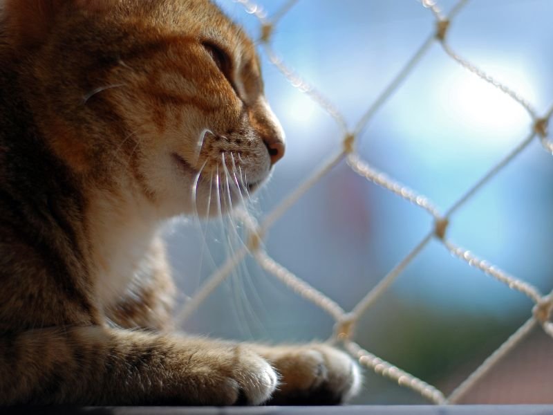 Redes de Proteção Curitiba Redes de Proteção Curitiba