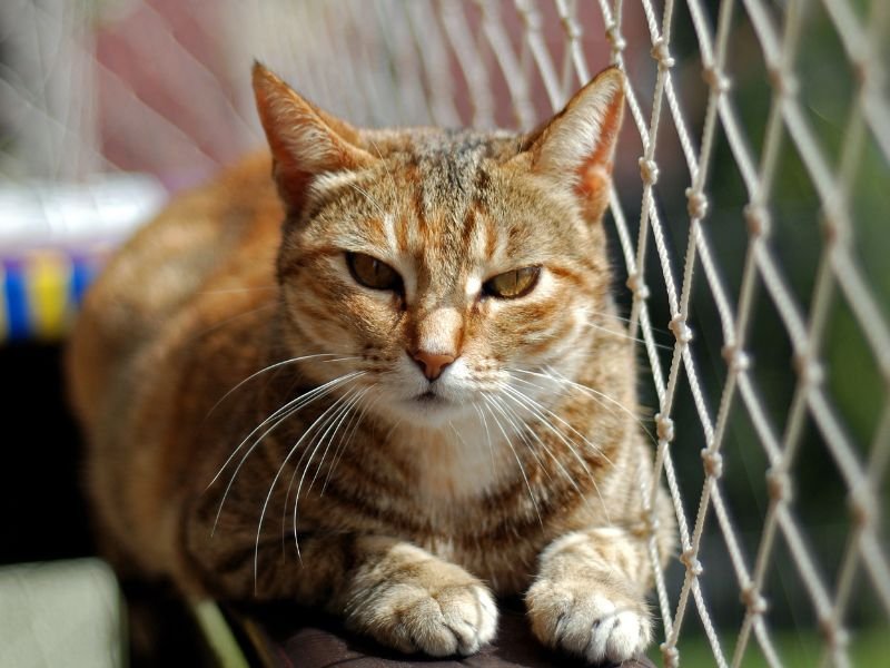 Redes de Proteção em Fazenda Rio Grande Telas de Proteção em Fazenda Rio Grande