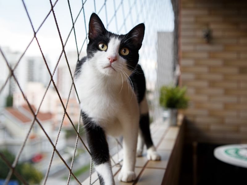 Redes de proteção para pets em Curitiba Tela para janelas Curitiba