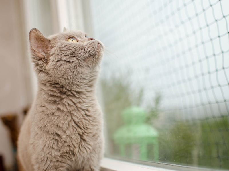 Redes de Proteção em Piraquara Redes de Proteção em Piraquara